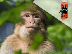 La montagne des singes - Sélestat
