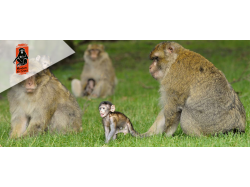 La montagne des singes (E-billets)