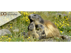 Parc animalier des Pyrénées (E-billets)